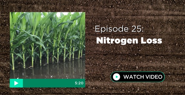 Episode 25: Nitrogen Loss