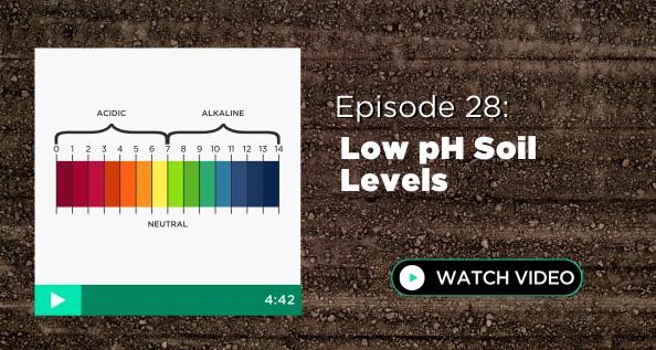 Episode 28: Low pH Soil Levels