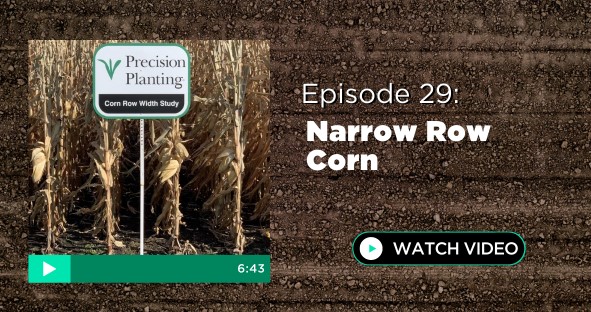 Episode 29: Narrow Row Corn