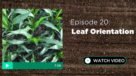 Episode 20: Leaf Orientation