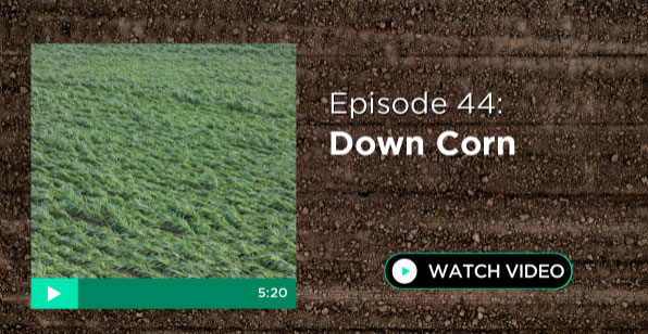 Episode 44: Down Corn