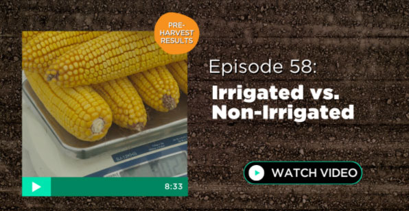 Episode 58: Irrigated vs Non-Irrigated