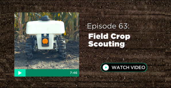 Episode 63: Field Crop Scouting